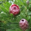 Protea Pink Ice -Australian Plants Online Sales proteas bush