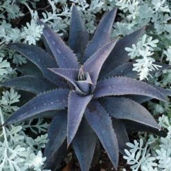 Mangave Purple People Eater - Succulent -Australian Plants Online Sales purple people eater 2
