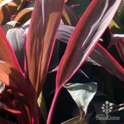 Cordyline Fruticosa Purple Prince -Australian Plants Online Sales purple prince leaf colour