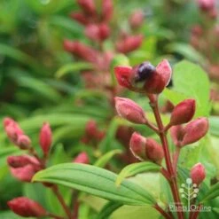 Tibouchina Purple Star -Australian Plants Online Sales purple star buds rain