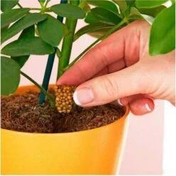 Miracle Gro Push & Feed Plant Food -Australian Plants Online Sales push and feed