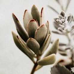 Kalanchoe Tomentosa – Panda Plant - Succulent -Australian Plants Online Sales pussy ears panda plant