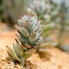 Kalanchoe Tomentosa – Panda Plant - Succulent -Australian Plants Online Sales pussy tilt