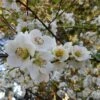 Chaenomeles Nivalis - Japanese Quince -Australian Plants Online Sales quince nivalis