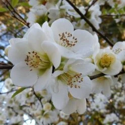 Chaenomeles Nivalis - Japanese Quince -Australian Plants Online Sales quince nivalis crop