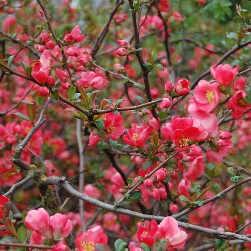 Chaenomeles Winter Cheer - Flowering Quince 4 Chaenomeles Winter Cheer - Flowering Quince - Image 2