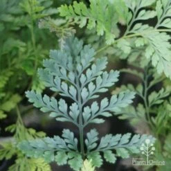 Humata - Rabbit's Foot Fern -Australian Plants Online Sales rabbits foot leaf 1