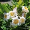 Radermachera Everlasting Beauty -Australian Plants Online Sales radermachera 500
