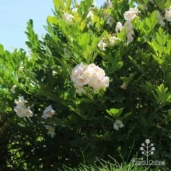 Radermachera Everlasting Beauty -Australian Plants Online Sales radermachera bush in fower