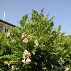 Australian Plants Online Sales -Australian Plants Online Sales radermachera in sunshine