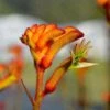 Anigozanthos Bush Glow - Kangaroo Paw -Australian Plants Online Sales rb bush glow feature