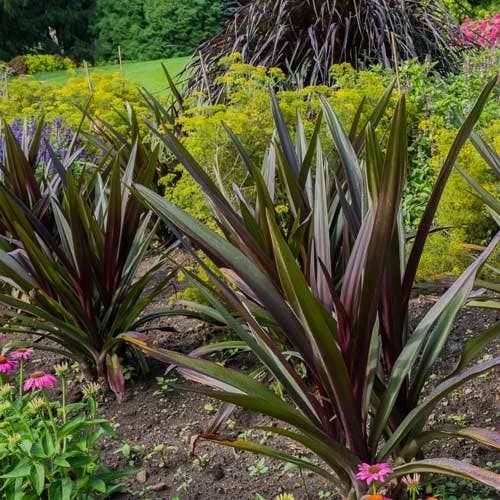 Crinum Wine Time - Swamp Lily 4 Crinum Wine Time - Swamp Lily - Image 2