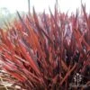 Cordyline Australis Red Sensation -Australian Plants Online Sales red sensation backlit