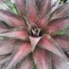 Mangave Red Wing - Succulent -Australian Plants Online Sales red wing