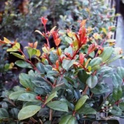 Syzygium Resilience - Lilly Pilly 16 Syzygium Resilience - Lilly Pilly -Australian Plants Online Sales resilience leaf colour