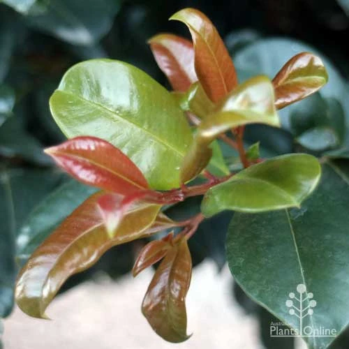 Syzygium Resilience - Lilly Pilly 9 Syzygium Resilience - Lilly Pilly - Image 7