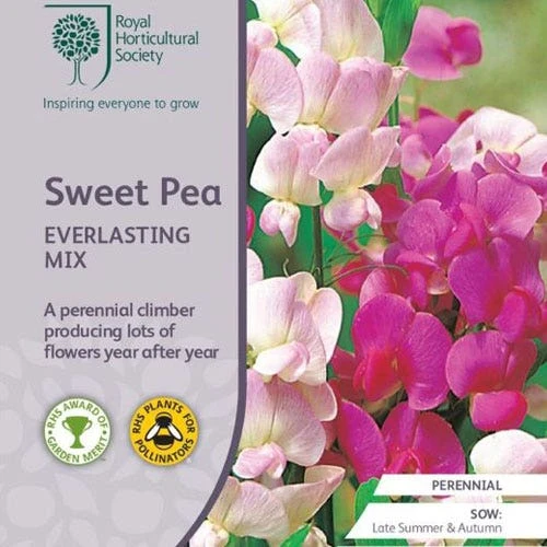 Sweet Pea Everlasting Mix - Seed -Australian Plants Online Sales rhs everlasting pea