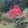 Grevillea Robyn Gordon