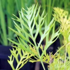 Grevillea Robyn Gordon -Australian Plants Online Sales robyn gordon leaf