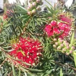 Callistemon Rocky Rambler -Australian Plants Online Sales rocky rambler flower