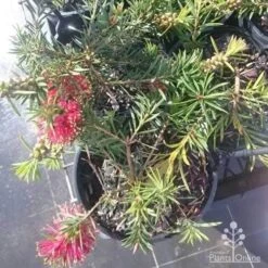 Callistemon Rocky Rambler -Australian Plants Online Sales rocky rambler top