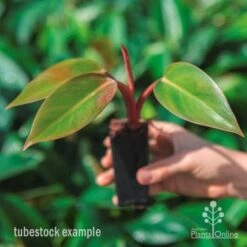 Philodendron Rojo Congo -Australian Plants Online Sales rojo congo tube in hand