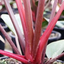Philodendron Rojo Congo -Australian Plants Online Sales rojo stem colour