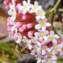 Rondeletia Amoena -Australian Plants Online Sales rondeletia amoena bee