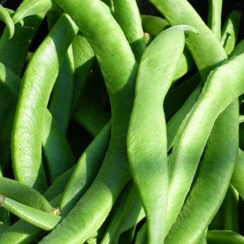 Bean Scarlet Runner - Seed 3 Bean Scarlet Runner - Seed