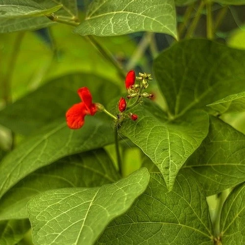 Bean Scarlet Runner - Seed 4 Bean Scarlet Runner - Seed - Image 2
