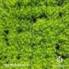 Sagina Subulata Aurea – Scotch Moss -Australian Plants Online Sales sagina aurea 1