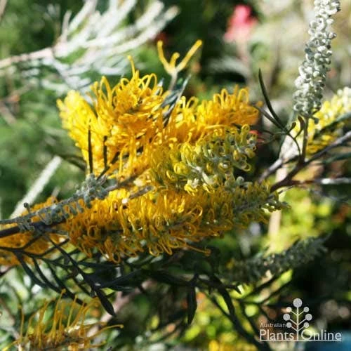 Grevillea Sandra Gordon 3 Grevillea Sandra Gordon