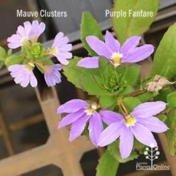 Scaevola Purple Fanfare - Fan Flower 14 Scaevola Purple Fanfare - Fan Flower -Australian Plants Online Sales scaevola mauve clusters left fanfare right
