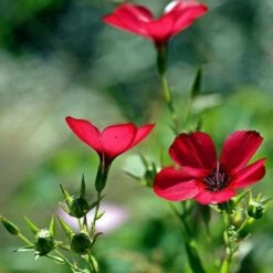 Flax Scarlet - Seed -Australian Plants Online Sales scarlet flax 5