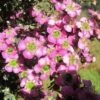 Leptospermum Seclusion - Tea Tree -Australian Plants Online Sales seclusion leptospermum