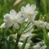 Agapanthus Silver Baby