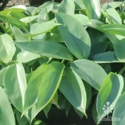 Philodendron Silver Sword -Australian Plants Online Sales silver sword in nusery