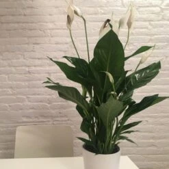 Spathiphyllum Maracay - Peace Lily -Australian Plants Online Sales spathi indoors