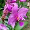 Spathoglottis Purple Haze - Native Orchid -Australian Plants Online Sales spathoglottis plicata flower