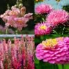 Splash Of Pink Mix Annual - Seed -Australian Plants Online Sales splash pink mix 1