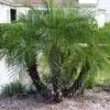 Phoenix Roebelenii - Dwarf Date Palm -Australian Plants Online Sales starr 031108 0139 phoenix roebelenii