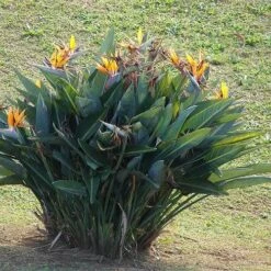 Strelitzia Reginae - Bird Of Paradise 17 Strelitzia Reginae - Bird Of Paradise -Australian Plants Online Sales strelitzia reginae mature