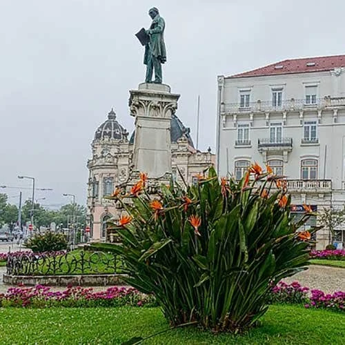 Strelitzia Reginae - Bird Of Paradise 11 Strelitzia Reginae - Bird Of Paradise - Image 9