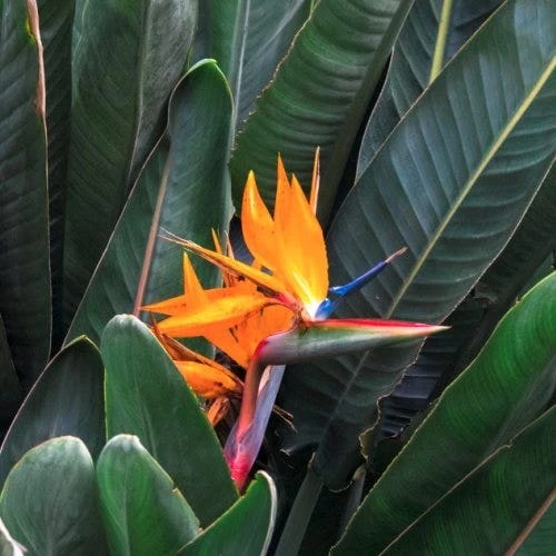 Strelitzia Reginae - Bird Of Paradise 7 Strelitzia Reginae - Bird Of Paradise - Image 5