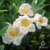 Radermachera Summerscent -Australian Plants Online Sales summerscent flowers