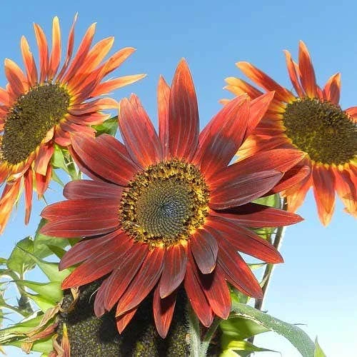 Sunflower Royal Velvet - Seed 3 Sunflower Royal Velvet - Seed