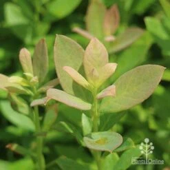 Blueberry Sunshine Blue -Australian Plants Online Sales sunshine blue foliage