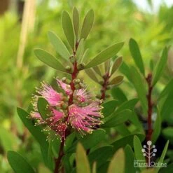 Callistemon Sweet Burst -Australian Plants Online Sales sweet burst buds