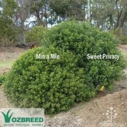 Murraya Sweet Privacy -Australian Plants Online Sales sweet privacy min a min compare