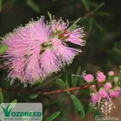Callistemon Sweet Burst -Australian Plants Online Sales sweetburst flower
